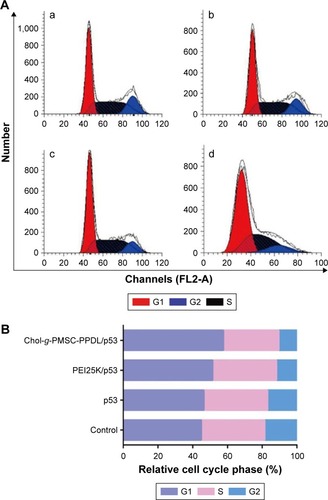 Figure 7 Flow cytometric analysis for the cell cycle arrest of PC-3 cells after p53 transfection through PI staining (A) and the quantitative analysis (B): (a) control; (b) free p53 plasmid; (c) PEI25K/p53; and (d) Chol-g-PMSC-PPDL/p53.Abbreviation: PEI25K, poly(ethylenimine) with a weight-average molecular weight of 25,000 g/mol.