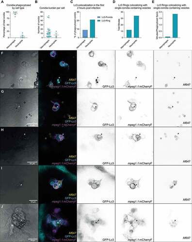 Figure 3. Differential GFP-Lc3 dynamics in phagocytes after phagocytosing A. fumigatus conidia. (a, b, c, d, and e) Quantification of phagocytosis and Lc3 dynamics in 15 hours of timelapse imaging from 5 individual larvae infected with A. fumigatus ∆Ku80 conidia during the first hours post infection. (a) Most of the injected conidia in the zebrafish hindbrain are phagocytosed by macrophages, and (b) macrophages phagocytose more conidia per cell than neutrophils. (c, d, and e) In the events of conidial phagocytosis by neutrophils, we observed rapid bright Lc3 rings covering single-conidia vesicles, while Lc3 decoration of conidia-containing vesicles in macrophages was scarcer in the first hours post infection. (f) A non-labeled phagocyte (neutrophil, N) strongly mobilizes GFP-Lc3 to single conidia-containing vesicles shortly after phagocytosis (arrowheads), while labeled mCherryF-macrophages show high GFP-Lc3 fluorescence but not colocalizing with A. fumigatus ∆Ku80 conidia labeled with Alexa Fluor™ NHS 647 (Af647). Image taken from the Movie S3. (G, H, I, and J) Examples of GFP-Lc3 puncta (g), and GFP-Lc3 signal around single (h) or multiple conidia (h and i) in mCherryF labeled macrophages. Note that the membrane-bound mCherryF signal of macrophages colocalizes with GFP-Lc3 signal after conidia phagocytosis. Contrasting to the bright GFP-Lc3 signal in neutrophils (f), macrophages show weaker GFP-Lc3 targeting to phagocytosed conidia. (j) GFP-Lc3 targeting of single-conidia continues during the first hours after formation of a granuloma-like structure.