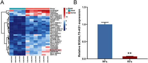 Figure 1 B3GALT5-AS1 was down-regulated in keloid tissues and KFs. (A) Clustered heatmap illustrating top 30 down-regulated lncRNAs in keloid tissues (n = 4) compared to normal skin tissues (n = 6). The red box indicates B3GALT5-AS1. (B) qRT-PCR validation of B3GALT5-AS1 expression in KFs and NFs. The data are expressed as the mean ± SD.