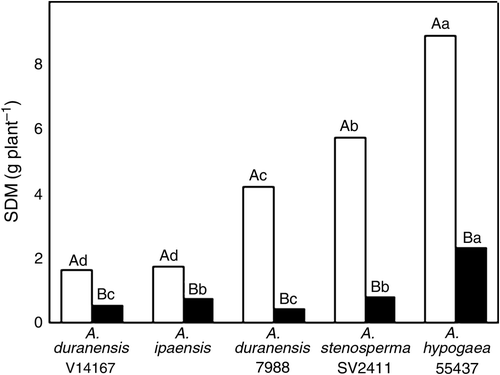 Figure 1.  Shoot dry mass (SDM) of five peanut genotypes after 20 days grown under control (open bars) or withholding water (closed bars) conditions. Values are means of five replicates. Means followed by the same capital letters (for water treatments) and lower-case letters (for genotypes) are not statistically different by Tukey's test at 5% probability level (n=5).