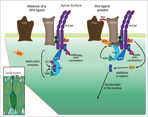 Figure 2. Hypothetical signaling hub, or extra-nuclear hub, containing both adherens junction and Wnt signaling components at the apical surface. The high density of adherens junction and Wnt signaling components located in the apical end feet of neural precursors located in the VZ, coupled with emerging data suggests that these pathways may physically and functionally interact. In the absence of a Wnt signal, a destruction complex comprised of Axin and APC bind to β-catenin (β) and recruit the kinases GSK3β and CK1, which phosphorylate β-catenin thereby targeting it for ubiquitination and ultimately destruction. In the presence of a Wnt ligand, a Frizzled (Fzd) and LRP5/6 complex is formed and bound by Dishevelled (Dvl), leading to the phosphorylation of the LRP5/6 receptor by several kinases, including GSK3β and CK1. The phosphorylated LRP5/6 receptor recruits axin to the plasma membrane, leading to the decay of the destruction complex, and allowing stabilized β-catenin to be translocated to the nucleus. A growing number of studies suggest that several key components of Wnt signaling may physically interact with members of the adherens junction, in particular N-cadherin (N-cad). N-cadherin binds both p120-catenin (p120) at the JMD domain (juxtamembrane intracellular domain) and β-catenin at the CBD domain (catenin binding domain). β-catenin in turn binds to α-catenin (α), which is dynamically tethered to the actin cytoskeleton. PI3K, which through activation of AKT stabilizes β-catenin allowing it to participate in signaling, has also been shown to interact with N-cadherin. The research detailing additional potential interactions are detailed in the main text.