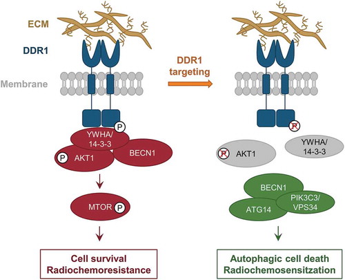Figure 1. Inhibition of DDR1 modulates radiosensitization through autophagy. Schematic representation of DDR1 function in GBM cells upon radiochemotherapy. Under basal conditions, DDR1 associates with YWHA/14–3-3-BECN1-AKT1 protein complex, mediates pro-survival DDR1 signaling and radiochemoresistance. Upon DDR1 inhibition, the YWHA/14–3-3-BECN1-AKT1 protein complex dissociates from DDR1. BECN1 interacts with PIK3C3/VPS34 and ATG14 and induces autophagic cell death forradiochemosensitization. P, phosphorylation.
