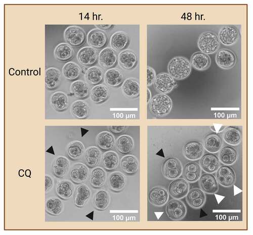 Figure 3. Preimplantation embryo morphology after exposure to autophagy inhibitor. Prolonged exposure to an autophagy inhibitor halts autophagy at early cleavage stages, ultimately leading to developmental arrest. Two-cell mouse embryos were exposed to 75 µM of chloroquine (CQ) treatment for 14 and 48 hours. No CQ treatment was included in the control condition. Black arrowheads indicate preimplantation embryos that were arrested at the 2- and 4- cell stages. White arrowheads indicate preimplantation embryos that were developmentally regressed. Created with BioRender.com. (Image courtesy of Zuleika C. L. Leung).