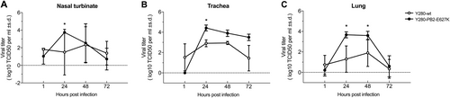 Fig. 6 Viral replication of H9N2 viruses from ex vivo cultures of the tree shrew respiratory tract.Tissues isolated from different sites of the respiratory tract were infected with 106 TCID50/mL of H9N2 viruses (Y280-wt or Y280-PB2-E627K) at 37 °C. Virus titers in ex vivo culture of tree shrew nasal turbinate (a), trachea (b), and lung (c) tissues (n = 3 per time point) were determined by TCID50 assays. Asterisks represent statistical significance compared to 1 hpi. *p < 0.05