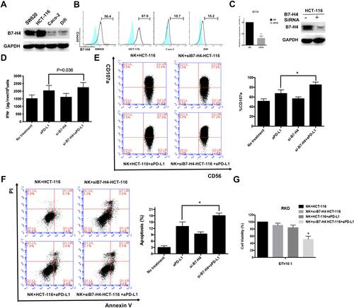 Figure 8 Reduced expression of B7-H4 enhances the antitumor activity of aPD-L1 in CRC depending on NK cells in CRC cells in vitro. (A) B7-H4 total protein expression in 4 CRC cell lines. (B) The expression levels of B7-H4 on the surface of CRC cells are measured by flow cytometry. (C) HCT-116 cells were transfected with either negative control (NC)-siRNA or B7-H4-siRNA for 48h. B7-H4 expression levels were detected by qRT-PCR and Western blot. Controls and B7-H4-KD cell lines were incubated with NK-92 cells pre-stimulated with 100 Units/mL IL-2 at 10:1 E/T ratio as described in Methods. Incubated cells were treated with or without 10 μg/mL PD-L1 antibody SHR-1316 for 48 h. (D) Levels of IFN-γ secretion in culture supernatant was detected by ELISA. (E) The percent NK cells expressing CD107a and (F) the AnnexinV/7AAD positive B7-H4-KD and control cells mediated by NK-92 cells were measured by flow cytometry. (G) Viable of incubated cells were determined by MTT assay. Student’s t-tests were used for statistical analyses. Data are plotted as mean ± SD. *Indicated p < 0.05.