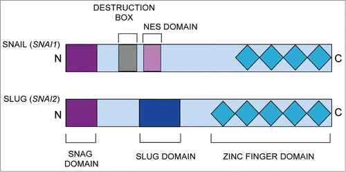 Figure 1. Schematic diagram of the main functional domains of the SNAIL (SNAI1) and SLUG (SNAI2) proteins. The common domains include the N-terminal SNAG domain and C-terminal zinc finger domains. NES, nuclear export sequence.