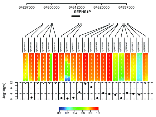 Figure 2. Methylation profile graph of SEPHS1P locus where several probes map onto chromosome Y and one probe targets a polymorphic CpG. The colored bars represent the methylation profile across all controls, females on the left of the dashed line, male on the right. The bottom dot plot shows the significance of the male/female methylation differences (open circles are p-values < 10^-12). All probes with p-values < 10^-12 map onto chromosome Y. cg05455372 targets a polymorphic CpG cytosine (rs2863984), which has an allele frequency of 0.42 according to 1000 Genomes data. The schematic representations of probes targeting cg04462931 and cg05455372 are shown in Figure S2.