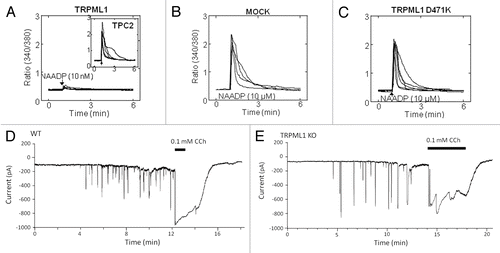 Figure 2. Independent function of TRPML1 and the TPCs. Panels (A-C) show cytosolic Ca2+ responses of individual Fura-2 loaded SKBR3 cells stimulated with NAADP. In (A) the cells were transfected with TRPML1 and injected with 10 nM NAADP. The insert shows typical response of cells transfected with TPC2 as a control. In (B and C) the native TPCs were activated by injection of 10 µM NAADP in control cells and cell transfected with the dominant negative TRPML1(D471K). In panels (D and E), acinar cells isolated from the pancreas of wild type (D) or TRPML1−/− mice (E) were used to record the Ca2+-activated Cl- current in response to infusion with 50 nM NAADP through the patch pipette. As controls, the cells were stimulated with 100 µM carbachol. Note that deletion of TRPML1 has no effect on the response to NAADP. The results were taken from.Citation39