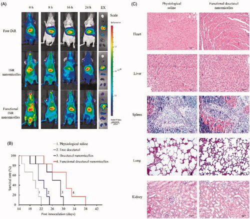 Figure 7. In vivo imaging and efficacy on brain glioma-bearing nude mice after treatment with functional nanomicelles. (A) In vivo imaging of glioma-bearing nude mice after administration of functional DiR nanomicelles; (B) Kaplan–Meier survival curves of brain glioma-bearing nude mice after treatment with functional docetaxel nanomicelles; (C) Preliminary safety evaluation on major organs after treatment with physiological saline and functional docetaxel nanomicelles (hematoxylin-eosin staining).