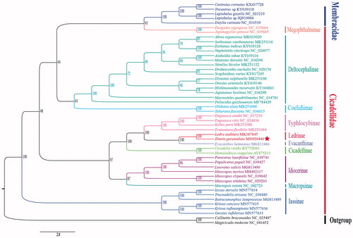 Figure 1. Phylogenetic analyses of T. pyramidata based upon the concatenated nucleotides of the 13 PCGs and 2 rRNAs of 48 species by IQ-TREE. Numbers at nodes are bootstrap values. The accession number for each species is indicated after the scientific name.