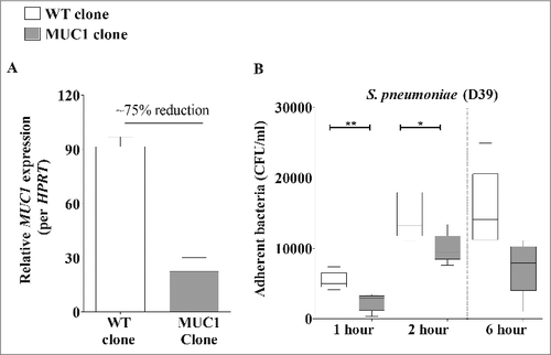 Figure 2. Knockdown of MUC1 expression is associated with reduced pneumococcal adherence to A549 cells. (A) MUC1 Expression in wildtype (WT) and mutated clone (MUC1 clone) of A549 cells was quantified using qPCR. There was nearly 75% knockdown of MUC1 expression in MUC1 clone as compared with WT. (B) WT and MUC1 clone of A549 cells (n = 5) were co-cultured with S. pneumoniae D39 strain at a multiplicity of infection of 50: 1 and adherence assessed following 1, 2 and 6 hours of incubation. MUC1 knockdown in A549 cells lead to significantly lower binding of pneumococci (#p < 0.05, ##p < 0.01, Student's t-test)