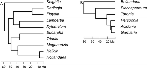 Figure 20 Relationships of New Zealand Proteaceae. A, Relationships of Knightia, simplified from Sauquet et al. (Citation2009, Bayesian tree; data from nuclear ITS and chloroplast atpB, atpb–rbcL, rbcL, matK, rpl16 intron, trnL intron and trnL–F). B, Relationships of Toronia, simplified from Sauquet et al. (Citation2009, Bayesian tree; data from nuclear ITS and chloroplast atpB, atpb–rbcL, rbcL, matK, rpl16 intron, trnL intron and trnL–F).