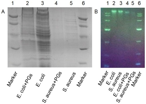 Figure 4 Cleavage of (A) whole proteins and (B) nucleic acids by PGs. E. coli and S. aureus were incubated with PGs under NIR light illumination for 20 mins prior to sonication.