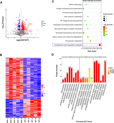 Figure 4 DIA proteomics analysis of IEP and ANP rats.