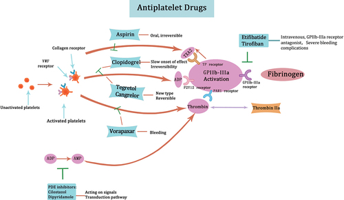 Figure 6. Major antiplatelet agents and mechanisms of action aspirin inhibits the synthesis of thromboxane A2, thereby exerting its antithrombotic effect. P2Y12 receptor antagonists such as clopidogrel are used to block ADP-induced platelet aggregation. Tegretol and cangrelor, being newer P2Y12 receptor antagonists, exhibit a more rapid onset of action while also being reversible. GP IIb-IIIa receptor antagonists, including eptifibatide and tirofiban, inhibit the binding of fibrinogen to GP IIb-IIIa. PDE inhibitors modulate intracellular signaling pathways by elevating the concentration of cAMP and cGMP. PAR1 antagonists such as vorapaxar block thrombin-mediated platelet activation.