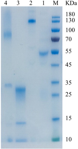 Figure 1. SDS-PAGE (12% Tris-MOPS) results of reduced and non-reduced anti-Cry1F antibody and F(ab’)2 fragments from rabbit IgG. Note. M: Protein ladder; Lane 1: Reduced IgG; Lane 2: Whole IgG; Lane 3: Reduced F(ab’)2 fragments; Lane 4: Non-reduced F(ab’)2 fragments.