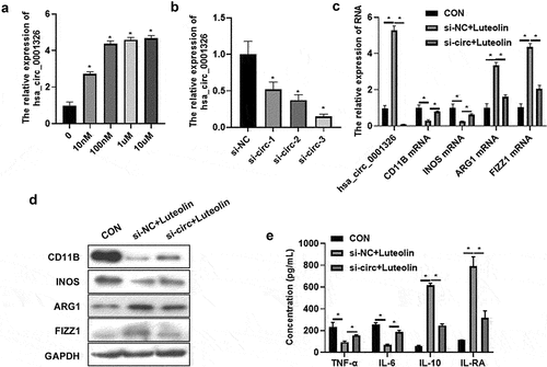 Figure 2. Has_ circ_ 0001326 inhibition reversed the effect of luteolin on macrophages polarization. (a) The expression of has_circ_0001326 was detected using qRT-PCR in different concentration luteolin (10 nm, 100 nm, 1 μm, and 10 μm) treated THP-1 induced macrophages. (b) The expression of has_circ_0001326 was measured using qRT-PCR after siRNAs (si-NC, si-circ-1, si-circ-2, and si-circ-3) transfected into THP-1 induced macrophages. (c) qRT-PCR and (d) Western blot analysis was used to determine the expression of CD11B, INOS, ARG1, and FIZZ1 in CON (THP-1 induced macrophages), si-NC + luteolin (si-NC was transfected into THP-1 induced macrophages for 48 h followed with luteolin treatment for another 48 h), and si-circ + luteolin group (si-circ-3 was transfected into THP-1 induced macrophages for 48 h followed with luteolin treatment for another 48 h), GAPDH was as internal reference. HAS ELISA was used to test the secretion of TNF-α, IL-6, IL-10, and IL-RA in CON, si-NC + luteolin, and si-circ + luteolin group; * indicates the p value less than 0.05.