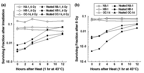 Figure 4. Recovery from heat-induced radiosensitization. (a) Control (open symbols) and heated (43°C, 1 h) (solid symbols) HA-1 (squares), HR-1 (circles) and OC-14 (triangles) cells were exposed 6, 8 to 8 Gy of ionizing radiation respectively immediately after heating or allowed to recover at 37°C for up to 12 h before irradiation and then plated for clonogenic survival. Heating, irradiation and clonogenic survival experiments were performed as described in Materials and methods. A representative experiment of two independent repeats is illustrated in (b) Control (open symbols) and heated (43°C for 1 h) (solid symbols) HA-1 (squares), HR-1 (circles) and OC-14 (triangles) cells were exposed to Gy of ionizing radiation after various times of recovery from heating and then treated as described above. A representative experiment of two independent repeats is illustrated in the figure.