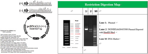 Figure 2. Construction of lncRNA NONHSAG045500 expression plasmid.