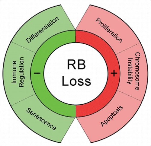 Figure 3. Loss of RB impacts multiple key functions. RB is a multi-functional protein with diverse roles in regulating cellular processes. Therapeutic interventions targeting RB should keep in mind the variety of functions that are potentially being altered.