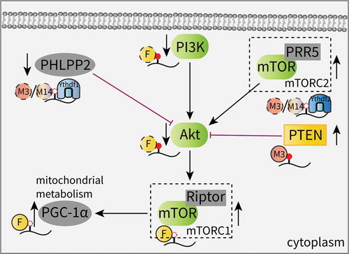 Figure 2. Effects of m6A on the AKT signaling pathway.