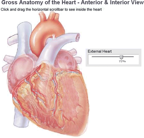 Figure 5. Fade-through textbook (From Marieb EN: Human Anatomy & Physiology, San Francisco, 2001, Benjamin Cummings, used by permission of Pearson Education, Inc.) image of the heart with a sliding bar allowing the transparency of the more superficial of the image components to be adjusted between 0 and 100%.