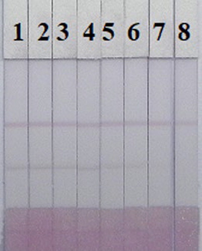 Figure 6. Image of gold nanoparticle-based lateral flow strips of VIR M1 in feed samples. The concentration of VIR M1 added to the feed samples was: (0 = blank sample, 1 = 3.75 ng / mL, 2 = 6.25 ng / mL, 3 = 12.5 ng / mL, 4 = 25 ng / mL, 5 = 50 ng / mL, 6 = 100 ng / mL and 7 = 200 ng / mL).