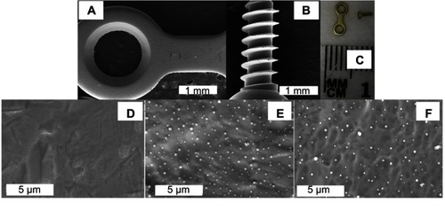 Figure 4 Representative images of the titanium plates and screws used in in vivo experiments. (A and B) are low-magnification SEM images of a coated plate and screw, respectively. (C) is a photograph of an uncoated plate and screw. Coated plates and screws showed the same gross appearance and microscopically smooth surface (A and B). (E and F) are SEM images of coated plate and coated screw surfaces, respectively, showing the clear presence of Se nanoparticles compared to an uncoated surface (D).