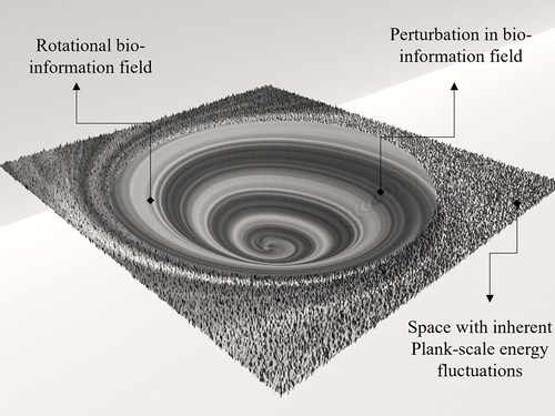 Figure 4a. Bio-information field with perturbation.