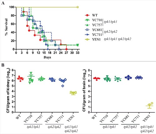 Figure 6. Both Tpk1 and Tpk2 are both required for full virulence. (A) Survival curves of mice infected with the indicated C. tropicalis strains. Cells were grown overnight in YPD medium (except tpk1/tpk1 tpk2/tpk2 mutant, which was grown for two days), washed three times with PBS buffer (pH 7.4), resuspended in PBS buffer, and diluted to a concentration equal to 2.5 × 107 CFU/mL. Mice were inoculated with with 5 × 106 C. tropicalis cells in 200 µL and were monitored for 33 days. Ten mice per strain were used, except for the wild-type strain for which nine were used because one mouse died during the infection process. (B) The fungal burden in the kidneys and brains was measured on day 3 post-C. tropicalis infection in five mice per strain.