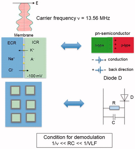 Figure 4. Equivalent circuit diagram of tumor, acting as demodulator of AM RF frequency at 13.56 MHz. The membranes (top left) are comparable to a rectifier diode (top right), because they have high permeability/conductivity for K+ and Cl− ions (forward direction) and are much less permeable for Na+ and A− (backward direction). The resistance R and capacitance C of the membranes or cell formations of the tumor determine the demodulation condition (see text). The electrical parameters can be derived utilizing the parameters of Table 1. The power absorption of the tumor may be increased by adjusting the carrier frequency v or the modulation frequency spectrum to the specific tumor (bottom left) and its electrical attributes (bottom right).