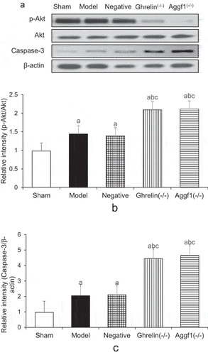 Figure 5. Comparison of p-Akt and caspase-3 expression levels of rat brains in five groups (a showed Western blotting, b displayed p-Akt protein expression levels, and c indicated caspase-3 protein expression levels. The comparison with sham group demonstrated P < 0.05, the comparison with model group revealed bP < 0.05, and the comparison with negative group suggested cP < 0.05).