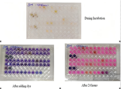 Figure 9. Antimycobacterial activity of silver nanoparticles and plant extract.