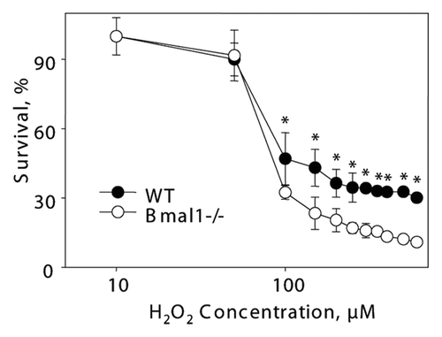 Figure 6 Increased sensitivity of BMAL1-deficient cells to hydrogen peroxide is p53-independent. Relative survival of GSE 56 (dominant negative fragment of p53) wild-type (black circles) and Bmal1-/- (open circles) fibroblasts treated with indicated concentrations of hydrogen peroxide for 72 h. Survival of untreated cells was set as 100%. *p < 0.01.