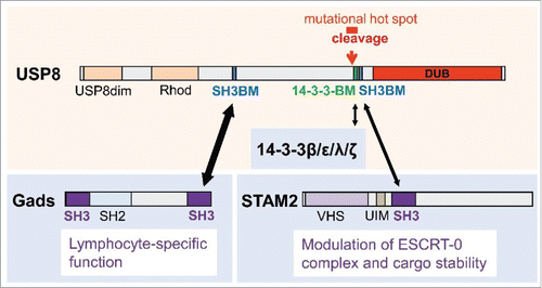 Figure 1. USP8 structure-function relationships. Functional domains, interacting proteins and modules, the region affected by CD-causing mutations and the site of proteolytic processing are depicted. USP8dim: USP8 dimerization domain; Rhod: Rhodanese-like domain; VHS: Domain present in VPS-27, Hrs and STAM; UIM: Ubiquitin-interaction-motif.