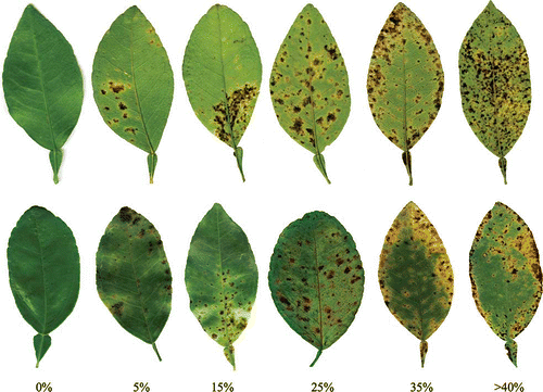 FIGURE 3 Visual scale of greasy spot severity (percentage of diseased leaf area) in grapefruit leaves. Top lane: lower surface; Bottom lane: upper surface. Score 1 = 0%, 2 = >0–10%, 3 = 10–20%, 4 = 20–30%, 5 = 30–40%, 6 = >40%. Leaves on this scale display a percentage near the median of the score range for infection, i.e., leaf 2 has 4.85% diseased area (color figure available online).