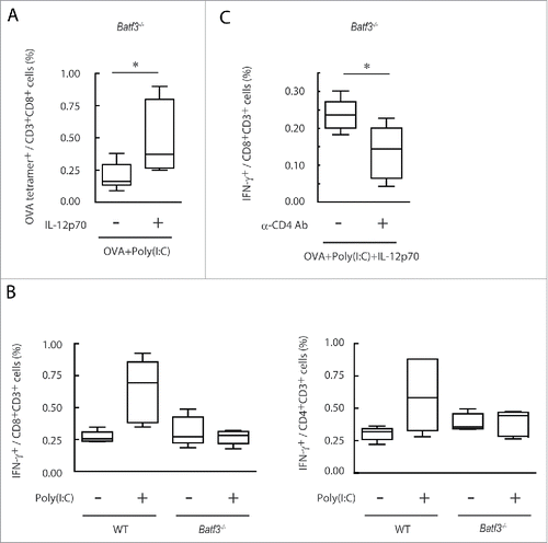 Figure 8. IL-12p70 induces CTL activation and CD4+ T cell assist it in Batf3−/− mice. Poly(I:C) and OVA (1 mg) with or without IL-12p70 were i.p. administered to Batf3−/− mice. 7 d later, splenocytes were harvested and the proportion of OVA-tetramer+ CD8+ T cells was evaluated (A). Poly(I:C) and OVA (60 μg) were administered to wild-type or Batf3−/− mice at day 0 and 7. At day 14, the proportion of IFNγ+ CD8+ T and CD4+ T cells in spleen were evaluated (B). Acsites containing anti-CD4 antibody were injected to Batf3−/− mice at day 0 and 7. 24 h later, Poly(I:C) and OVA (250 μg) with or without IL-12p70 were administered to Batf3−/− mice. At day 15, the proportion of IFNγ+ CD8+ T cells in spleen was evaluated (C). Error bars show ± SEM; n = 4 to 5 per group. Student's t-test (A, C) and Kluskal–Wallis test with Dunn's multiple comparison test (B) were performed to analyze statistical significance. *p < 0.05. Two similar experiments were performed and the results were supported.