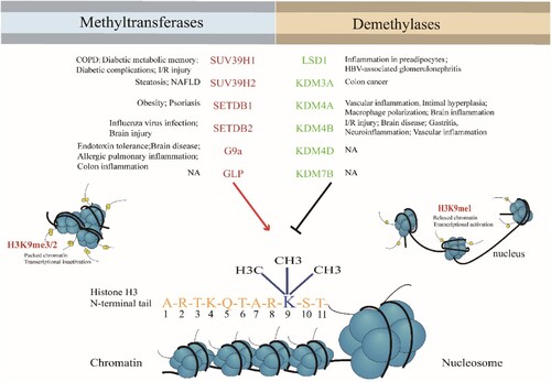 Figure 1. H3K9 methyltransferases and demethylases in inflammatory diseases.