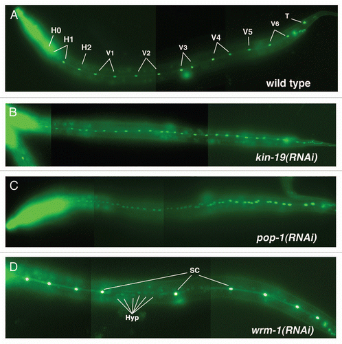 Figure 2 Anomalous terminal seam cell numbers result from RNAi knockdown of kin-9, pop-1 or wrm-1. (A–D) Young adult or L4 wIs78 worms, in which GFP expression marks the seam cell nuclei (SCM::GFP) and adherens junctions (ajm-1::gfp/MH27::GFP). Images are composites of 3 to 4 photographs of the same animal in each case, taken at a magnification of 200×. (A) Young adult wIs78 animal on mock RNAi showing 14 seam cell nuclei within the continuous syncytium of the fused seam cells. (B) Young adult wIs78 animal on kin-19(RNAi) showing 27 seam cell nuclei. (C) Young adult wIs78 animal on pop-1(RNAi) showing 48 seam cell nuclei. (D) Mid L4 stage wIs78 animal on wrm-1(RNAi) showing 9 seam cell nuclei (SC) within the discontinuous seam cell syncytium. Also visible in the plane of the seam cells are the nuclei of cells (Hyp) that have not fused with the seam cell syncytium.