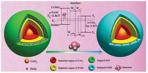 Figure 3. Schematic diagram about synergic effect of CeO2@PANI under NH3 gas. The inset was schematic diagram of P − N junction in equilibrium state. Reprinted with permission from [Citation28]. Copyright 2014 American Chemical Society