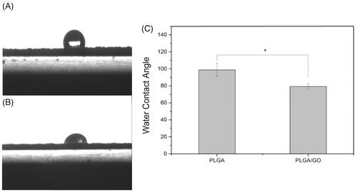 Figure 3. Water contact angle of pure PLGA nanofibres (A) and PLGA/GO nanofibres (B). (C) Average water contact angle of PLGA and PLGA/GO nanofibers. (∗, p < .05, n = 4).