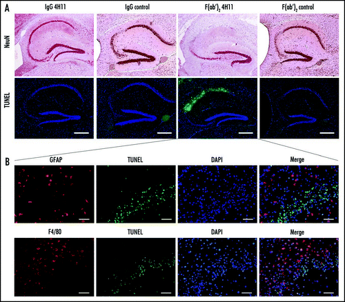 Figure 4 Effect of the antibody treatment on neurons and glial cells in infected animals at the end of the treatment. (A) Neuron specific NeuN labeling highlighting the neuronal loss in the regions CA1 and CA2 of the hippocampus of the animals treated with 4H11 F(ab′)2 fragments, while the animals from all the other groups did not show neuronal loss (row 1). TUNEL labeling showing apoptotic neurons in the same region of the hippocampus of the animals treated with 4H11 F(ab′)2 fragments (row 2). Bar = 500 µm. (B) Higher magnification and labeling for gliosis of the hippocaampus of the 4H11 F(ab′)2 treated mouse shown in (A) (lines show the corresponding panel A). Immunofluorescence analysis revealed the presence of GFAP positive reactive astrocytes (row 1, red labeling) and F4/80 positive microglial cells (row 2, red labeling) in the vicinity of the apoptotic neurons labelled by TUNEL (2nd and 4th columns, green) in the hippocampus of 4H11 F(ab′)2 fragments treated animals. Bar = 50 µm.
