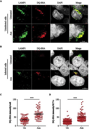 Figure 5. Acacetin treatment increases the proteolytic activity of Salmonella-containing vacuoles. (A) Representative microscopy images of HeLa cells treated with DQ-BSA for 2 h followed by 4 h incubation of DQ-BSA along with acacetin treatment. Cells were immunostained for LAMP1 (n = 25, N = 3). Scale bar: 5 µm. (B) Representative microscopy images of mCherry S. typhimurium infected HeLa cells treated with DQ-BSA for 2 h followed by 4 h incubation of DQ-BSA along with acacetin treatment. Cells were immunostained for LAMP1. Scale bar: 5 µm. (C and D) The differences in DQ-BSA intensity per cell or SCVs induced by acacetin treatment were quantified (n = 25, N = 3). Quantification of microscopy images were performed on projected images. Statistical analyses on three independent experiments were performed using unpaired student’s two-tailed t-test; ns- non-significant, *p < 0.05, **p < 0.01, ***p < 0.001. Error bars represent mean ± SEM.