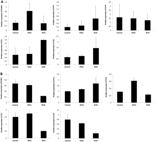 Figure 4. Semi-quantitative RT-PCR for RANKL, OPG, OCN, CB1, and CB2. (A) The MNU group, compared with the control group, showed higher RANKL expression in the femur. However, the expression levels of other genes were similar to those in the control group. Compared with the MNU group, the RCM group showed higher expression of OPG, CB1, and CB2 as well as lower expression of RANKL. (B) For the prostate gland, OPG levels were significantly higher (p < 0.05) in the RCM group than in the control group. RANKL expression showed OPG-related changes. Compared with the MNU group, the RCM group showed an approximately 42% increase in OPG levels. However, the mRNA levels of CB1 and CB2 significantly lower in the RCM. Results are expressed as mean ± SD. *p < 0.05, significantly different from the control group. SD, standard deviation; CB, cannabinoid receptor; MNU, N-methyl-N-nitrosourea; OPG, osteoprotegerin; OCN, osteocalcin; RANKL, receptor activators of nuclear factor kappa beta ligand; RCM, Rubus coreanus Miquel.