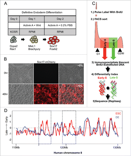 Figure 4. Sox17-mCherry reporter line exhibits consolidation of RDs upon differentiation. (A) Table of differentiation scheme and diagram showing established cell type markers. (B) Fluorescent microscopy images of H9 Sox17-mCherry cells undifferentiated (top panels) and after 48 hrs of differentiation (lower panels) taken at 20x magnification. (C) Schematic of genome-wide replication timing (Repli-seq) protocol. (D) Replication timing profiles of chromosome 8 for ESCs and DE. Regions of consolidation are outlined by boxes.