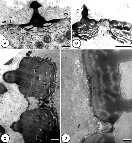 Figure 4. A–D. TEM of the development of the endexine: free microspore stage, in Tribulus terrestris pollen. A. Detail of Figure 3D (box 2): the pore (PO) is covered by an aperture membrane (AM) which is covered by ectexinous granules (G). Plasmalemma (PL, arrows) is continuous below the aperture membrane. B. The sporopollenin, fixed with glutaraldehyde, post-fixed in osmium tetroxide (OsO4) then stained with potassium permanganate (KMnO4), deposition becomes more prominent on the endexine lamellae. C. The endexine [fixed with glutaraldehyde, post-fixed in osmium tetroxide (OsO4) then stained with potassium permanganate (KMnO4)] lamellae thicken, and a more parallel alignment, together with a reduction in lumina size is apparent (arrows). D. The distal nexine, fixed with glutaraldehyde, post-fixed in osmium tetroxide (OsO4) then stained with potassium permanganate (KMnO4), is now much more compact, and lamellae in the proximal/inner region are also notably compressed. Scale bars – 0.2 μm (A, B); 0.5 μm (C, D).