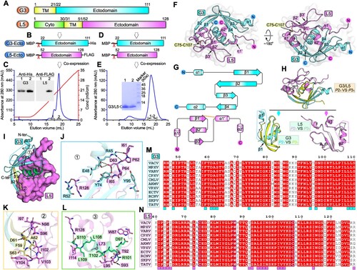 Figure 1. Structure of VACV G3/L5 sub-complex. A schematic view of the protein-engineering strategy used to yield VACV G3-Ecto-His/L5-Ecto-FLAG sub-complex (A, B) or tag-free VACV G3-Ecto/L5-Ecto sub-complex (A, D). The transmembrane domain (TM), the ectodomain, and the cytoplasmic domain (Cyto) are individually marked with the boundary-residue numbers. (C) Identification of G3-Ecto-His/L5-Ecto-FLAG hetero-complex using ion-exchange chromatography and western blot assay. (E) Solution behaviour of G3-Ecto/L5-Ecto sub-complex on a Superdex 200 Increase 10/300 GL column. (F) Overall structure of the heterodimer (P21 space group) formed between G3 (cyan) and L5 (violet). (G) Topology plots of G3 and L5 proteins. (H) Structural comparison of G3/L5 complexes from two space groups (P21 and P31). Those elements exhibiting variant conformations are highlighted by dotted box. (I-L) The atomic binding details between G3 and L5. Residues providing ≥10 contacts are shown and labelled. Dashed lines indicate hydrogen bonds. (M) Multiple sequence alignment of the G3 homologues from orthopoxviruses. Key residues on VACV G3 that interact with L5 are marked with cyan squares. (N) Multiple sequence alignment of the L5 homologues from orthopoxviruses. Key residues on VACV L5 that interact with G3 are marked with violet squares.