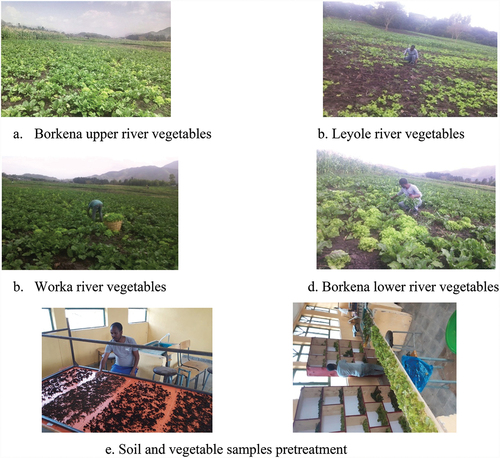 Figure 2. Soil and vegetable sample collection and pretreatment.