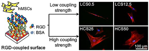 Figure 30 The AuNPs modified RGD-coupled substrate and its application of controlling cell adhesion, spreading and differentiation of stem cell by different coupling strength.