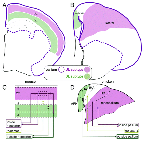 Figure 1. Comparison of the mammalian and avian pallial architectures. (A) The layered neocortex of the mouse. The upper and deep layer (UL and DL) neuron subtypes are tangentially arranged in the pallium. (B) UL and DL neuron subtypes are arranged separately in the medial and lateral domains of the chick pallium, respectively. (C and D) Similarity of the neural circuits in the mammalian neocortex and the avian pallium. (C) The columnar neural circuit in the mammalian neocortex. The input from the thalamus terminates in the layer 4. The information is transferred to and processed in the UL (layer 2/3) neurons that are connected with each other inside the neocortex, and finally output by the DL (layer 5 and 6) neurons to extracortical targets. (D) In the avian pallium, the thalamic input is received by the neurons in the central domain of the hyperpallium (IHA), which is sandwiched by the medial (HA and APH) and lateral domains (HD and mesopallium). The medial and lateral domains project to the intrapallial and extrapallial targets, respectively.